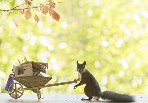 Images Dated 4th September 2021: Red Squirrel with wheelbarrow and funiture Date: 03-09-2021