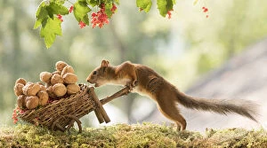 Images Dated 25th July 2021: Red Squirrel with a wheelbarrow with nuts Date: 25-07-2021
