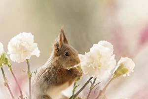 Images Dated 1st May 2021: Red Squirrel between white Dianthus flowers