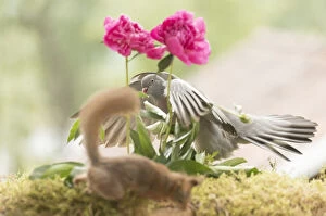 Dove Gallery: Red Squirrel and woodpigeon with peony flowers Date: 30-06-2021