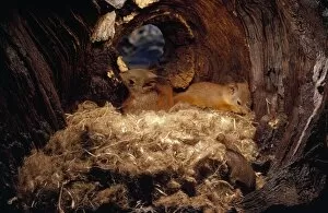Red Squirrel - young in nest