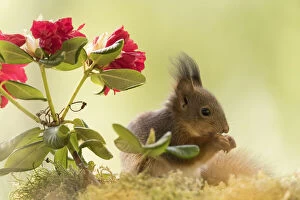 Sciuridae Collection: Red Squirrel young with red Rhododendron flowers