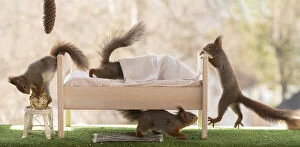 Images Dated 1st April 2021: Red Squirrels on and under a bed