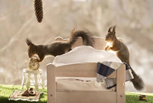 Images Dated 2nd April 2021: Red Squirrels in an bed with an clock