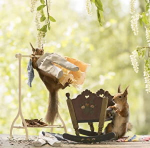 Sciurus Vulgaris Collection: Red Squirrels with bed and a Clothes rack