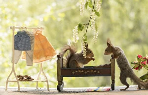 Images Dated 30th May 2021: Red Squirrels with bed and a Clothes rack Date: 29-05-2021