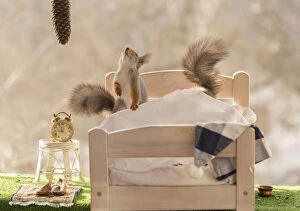 Images Dated 2nd April 2021: Red Squirrels on a bed Date: 01-04-2021