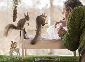 Sciurus Vulgaris Collection: Red Squirrels on a bed man holding a blanket