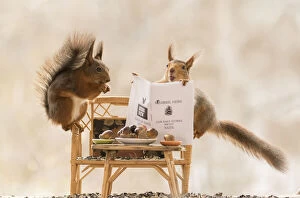 Red Squirrels on bench with a newspaper and open mouth Date: 11-05-2021