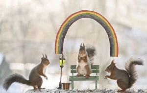 Red Squirrels with a bench and rainbow Date: 12-11-2021