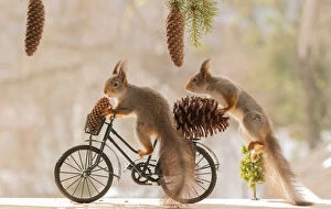 Red Squirrels playing Gallery: Red Squirrels on a bicycle with a pinecone Date: 10-04-2021
