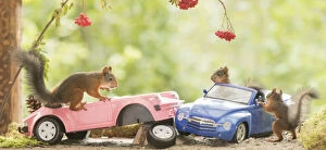 Red Squirrels with an broken car Date: 02-09-2021