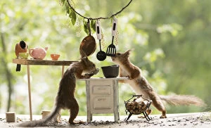 Breakfast Gallery: Red Squirrels and bullfinch in a kitchen     Date: 05-06-2021