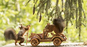 Rescue Gallery: Red Squirrels with an car Date: 06-09-2021
