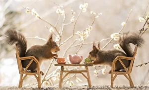 Breakfast Gallery: Red Squirrels on a chair holding a cup     Date: 08-05-2021