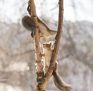 Birch Gallery: Red Squirrels climbing in a birch tree     Date: 19-04-2021