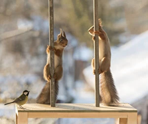 Claw Gallery: red squirrels climbing in a pole     Date: 21-11-2021