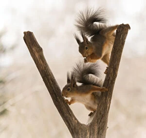 Images Dated 1st May 2021: Red Squirrels climbing in a tree trunk