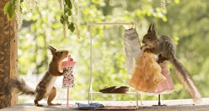 Sciuridae Collection: Red Squirrels with a Clothes rack