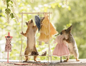 New Images March 2022 Collection: Red Squirrels with a Clothes rack