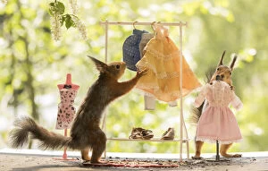 New Images March 2022 Gallery: Red Squirrels with a Clothes rack Date: 30-05-2021