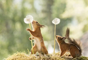 Images Dated 9th June 2021: Red Squirrels with dandelion seed buds