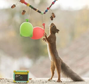 Images Dated 5th October 2021: Red Squirrels with garland and balloon Date: 04-10-2021