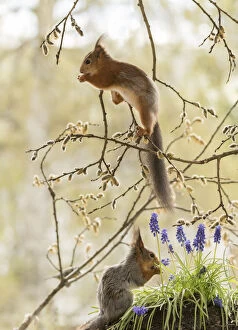 Red Squirrels with grape hyacinth flowers Date: 19-05-2021
