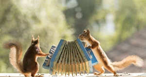 Images Dated 30th July 2021: Red Squirrels holding a accordion