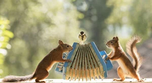 Red Squirrels holding a accordion Date: 28-07-2021