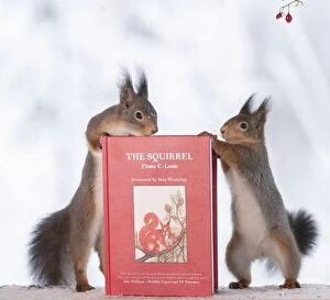 Animal Wildlife Gallery: red squirrels is holding a book of Fiona, C. Lunn Date: 23-01-2021