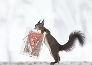 Animal Wildlife Gallery: red squirrels are holding cards from Fiona, C. Lunn and Sara Westaway Date: 23-01-2021