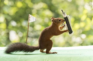 Images Dated 30th July 2021: red squirrels are holding a Golf bag with clubs