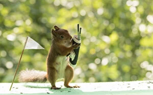 Images Dated 30th July 2021: red squirrels are holding a Golf bag with clubs