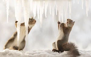 Red Squirrels playing Gallery: Red squirrels are holding a icicle with tongue out Date: 12-02-2021