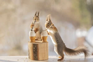 No People Gallery: Red Squirrels holding a knife with eggs Date: 17-03-2021