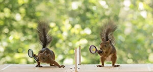 Images Dated 13th July 2021: Red Squirrels holding a tennis racket Date: 13-07-2021