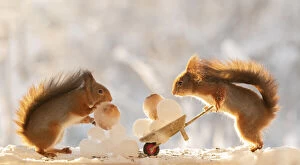 Images Dated 24th February 2021: Red squirrels are holding a wheelbarrow with ice balls Date: 16-01-2021