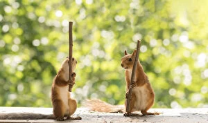 Images Dated 28th July 2021: Red Squirrels holding a wooden stick Date: 27-07-2021