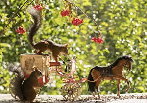 Images Dated 31st August 2021: Red Squirrels with an horse and a horse carriage