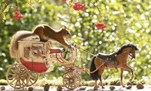 Images Dated 1st September 2021: Red Squirrels with an horse and a horse carriage Date: 01-09-2021
