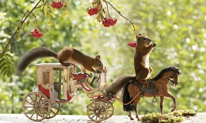 Images Dated 31st August 2021: Red Squirrels with an horse and a horse carriage Date: 31-08-2021