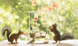 Accidents Gallery: Red Squirrels with a hospital bed     Date: 04-09-2021
