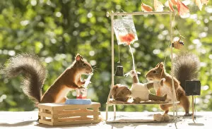 Images Dated 4th September 2021: Red Squirrels with a hospital bed Date: 04-09-2021