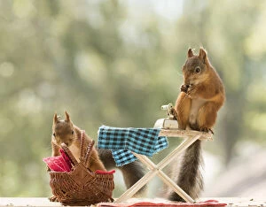 Images Dated 30th July 2021: Red Squirrels with a Ironing Board