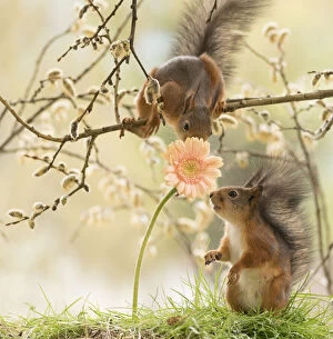Red Squirrels playing Gallery: red squirrels looking at a orange daisy Date: 16-05-2021