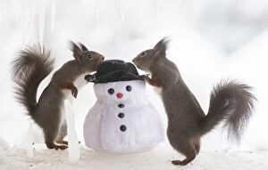 Red Squirrels playing Gallery: Red squirrels are looking at a snowman Date: 16-02-2021