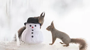 Images Dated 4th March 2021: Red squirrels are looking at an snowman Date: 17-02-2021