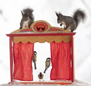 Show Collection: red squirrels looking down towards tits in a theatre with curtains