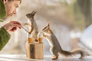 Breakfast Gallery: Red Squirrels and man holding a knife with eggs     Date: 17-03-2021